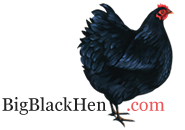 Big Black Hen